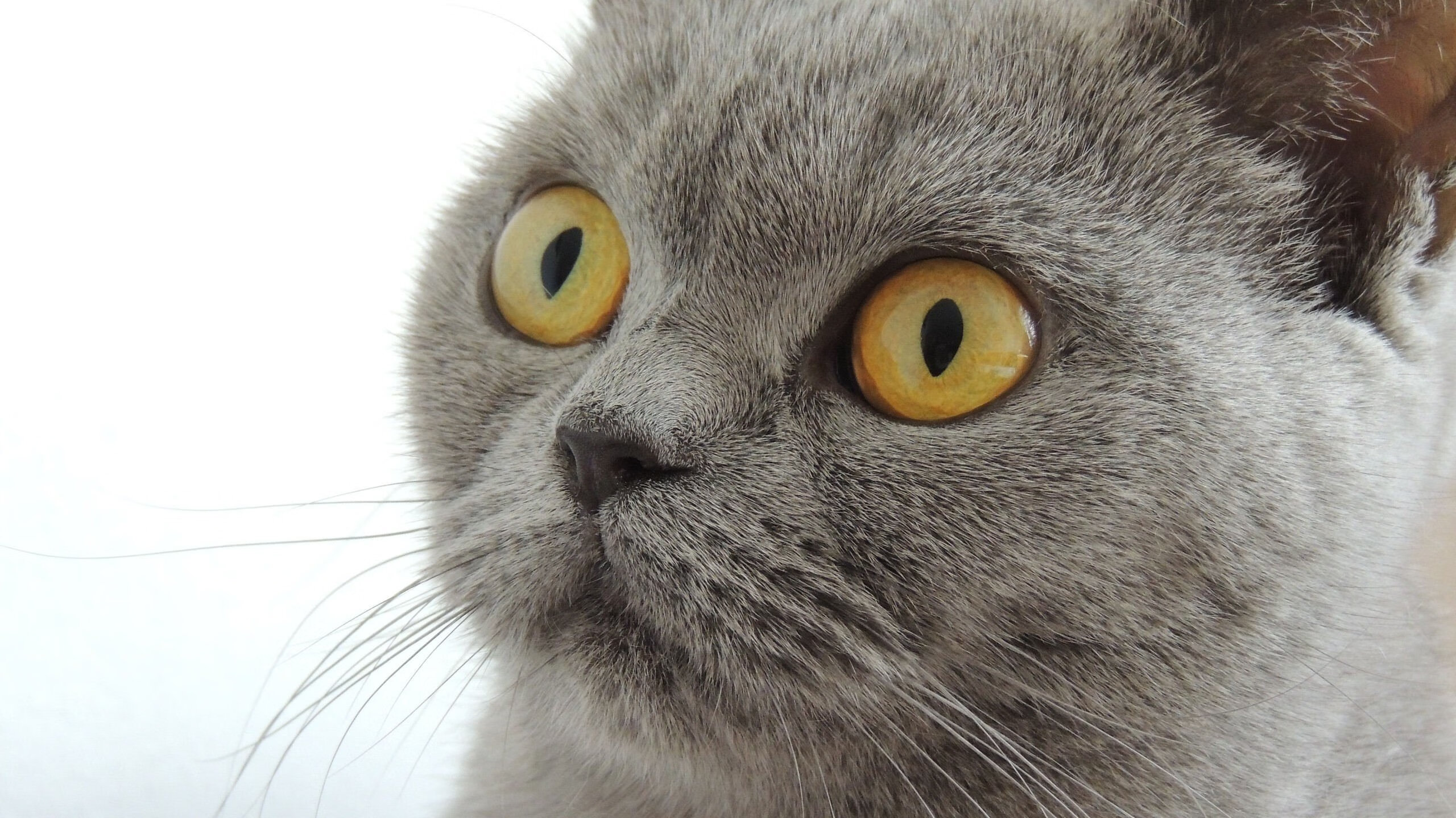 开云体育官方网站-西甲国家德比之夜，伦纳德关键进球定乾坤，跨界传奇的共鸣