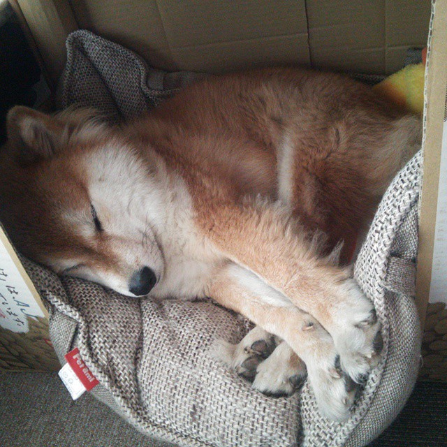 开云体育下载-小贾伦爆发撕裂防线，尼克斯稳扎稳打轻取北京队