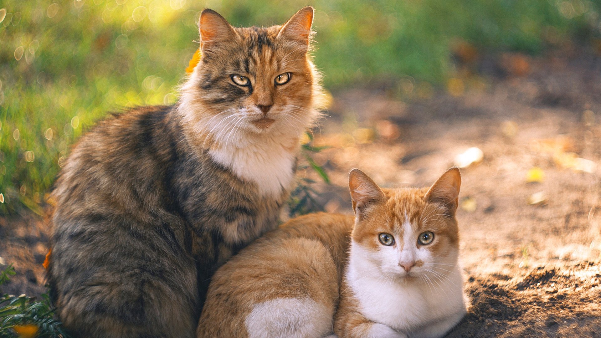 瑞典风暴席卷篮球圣地，NBA总决赛焦点战中横扫皇马创历史