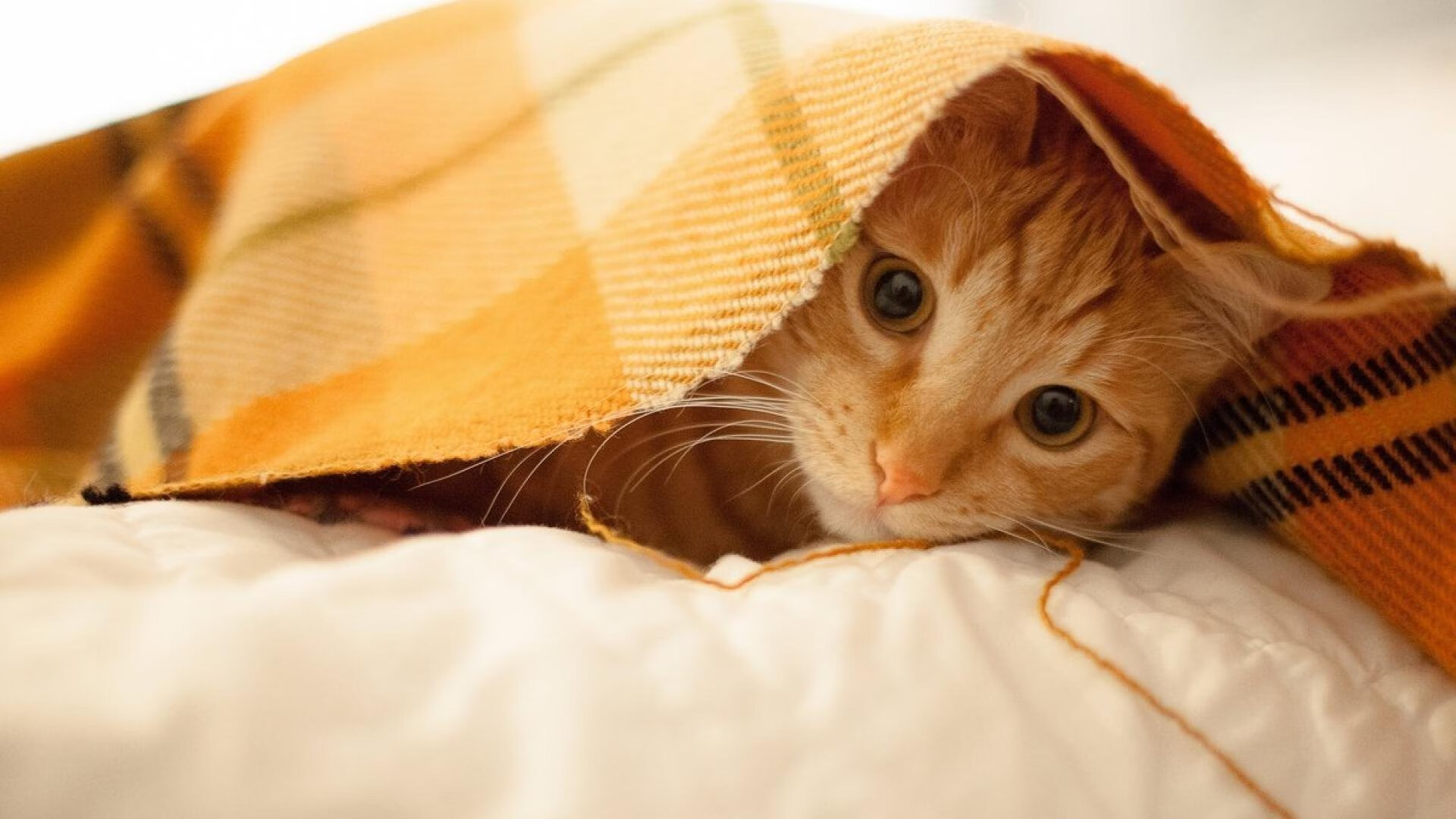 绿茵场上的交响,比利时精妙演奏,卡瓦哈尔化身凌厉变奏