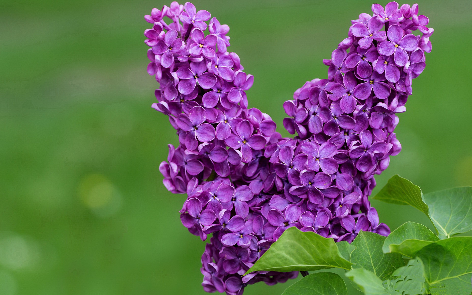 当紫金风暴席卷天山,篮球世界里没有不可能