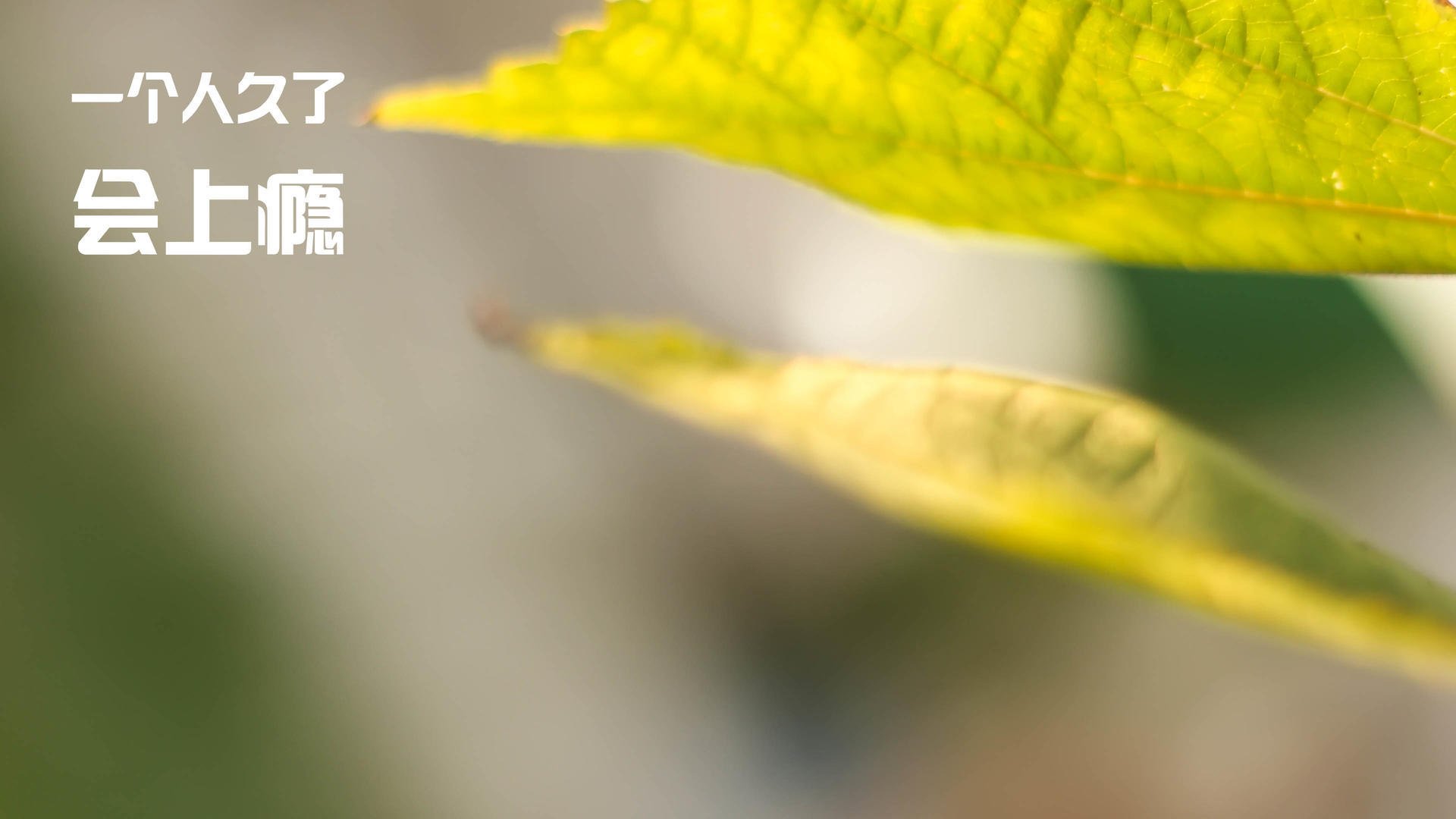 牙买加粉碎阿根廷,赖斯刷新纪录,足球世界的双重震撼