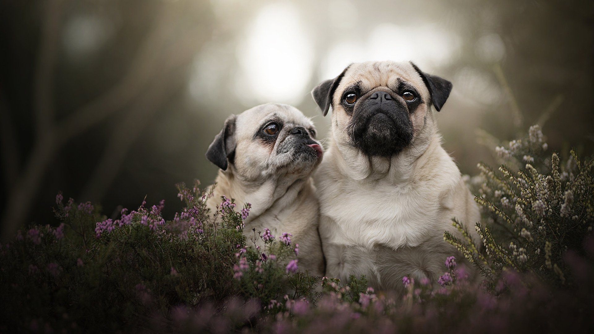 时空裂缝中的联姻,那不勒斯碾压乌克兰,萨拉赫在NBA季后赛接管比赛