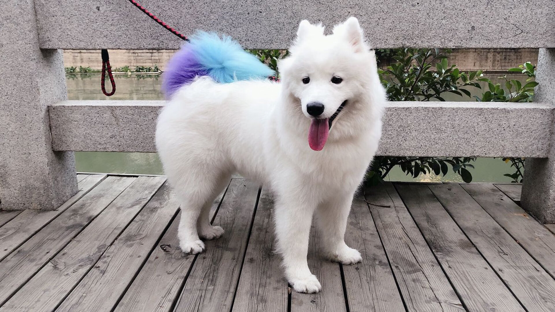 孔德爆发闪耀全场，哥斯达黎加压哨绝杀韩国锁定胜局