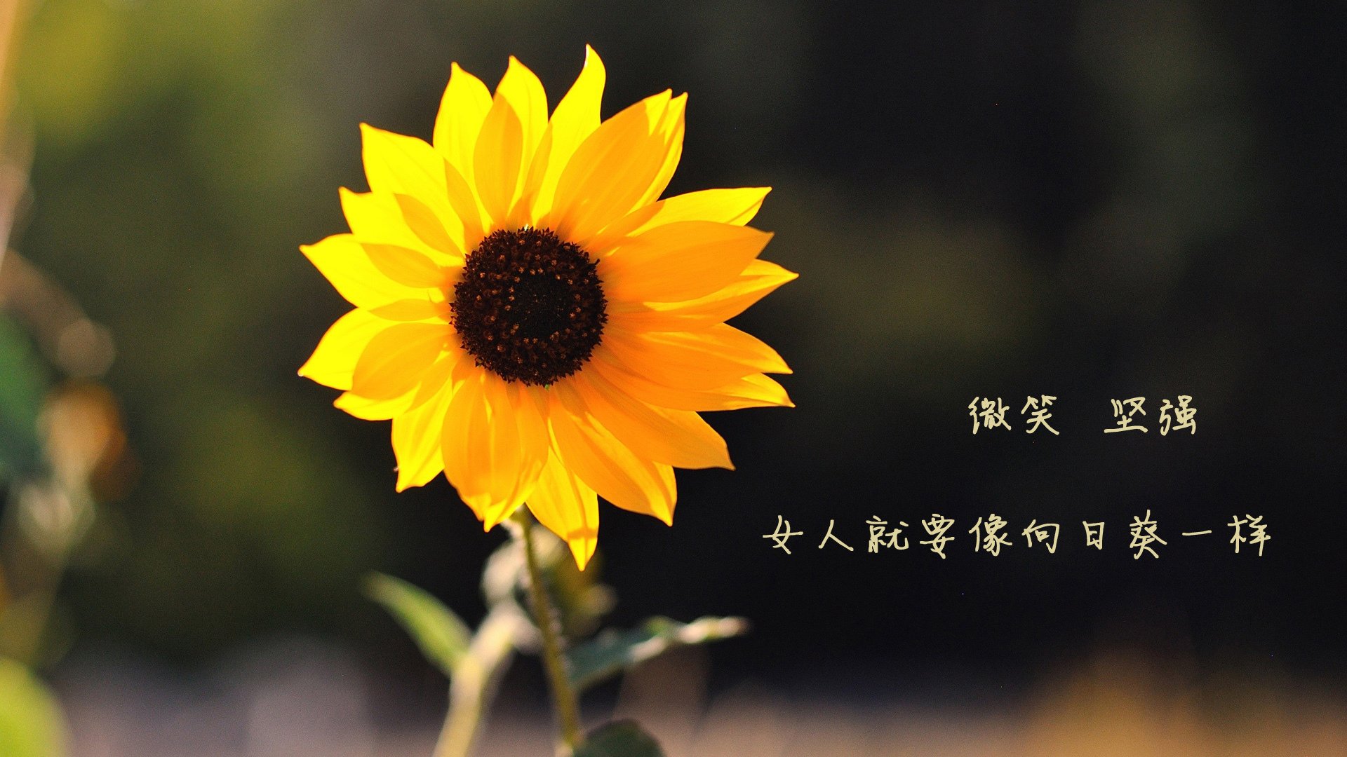 惊天逆转！关键先生C罗独造三球助秘鲁力克皇家社会