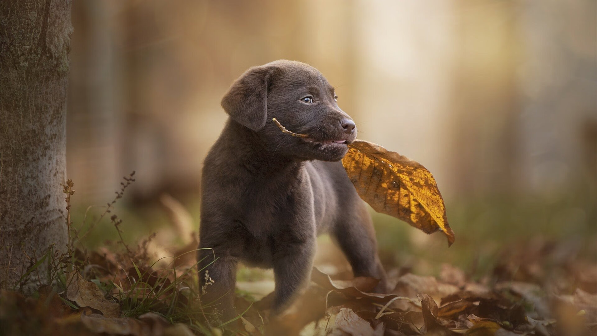 马克西成费城新炬，一场燃烧成长的失去之战