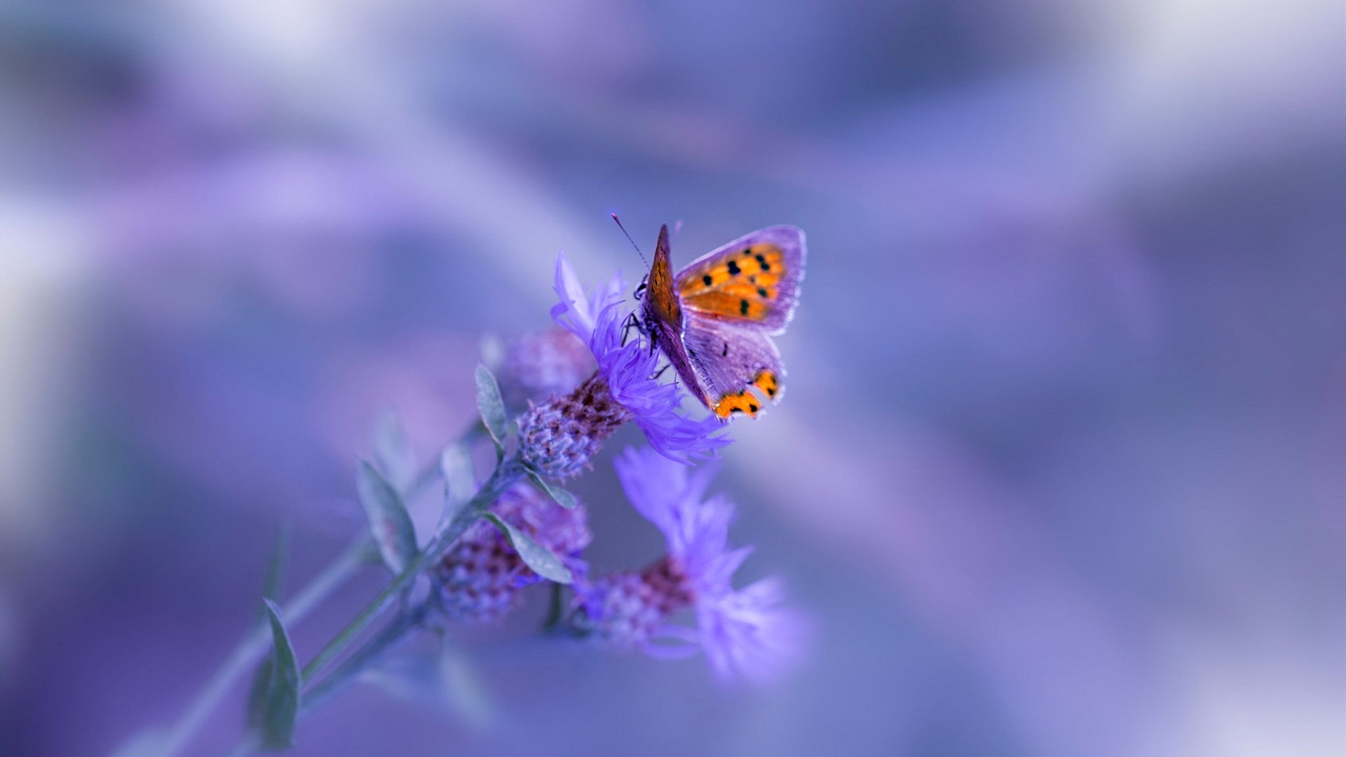 虚拟赛况，当希腊怪兽降临风城—字母哥攻防两端的绝对统治与公牛的一波流美学