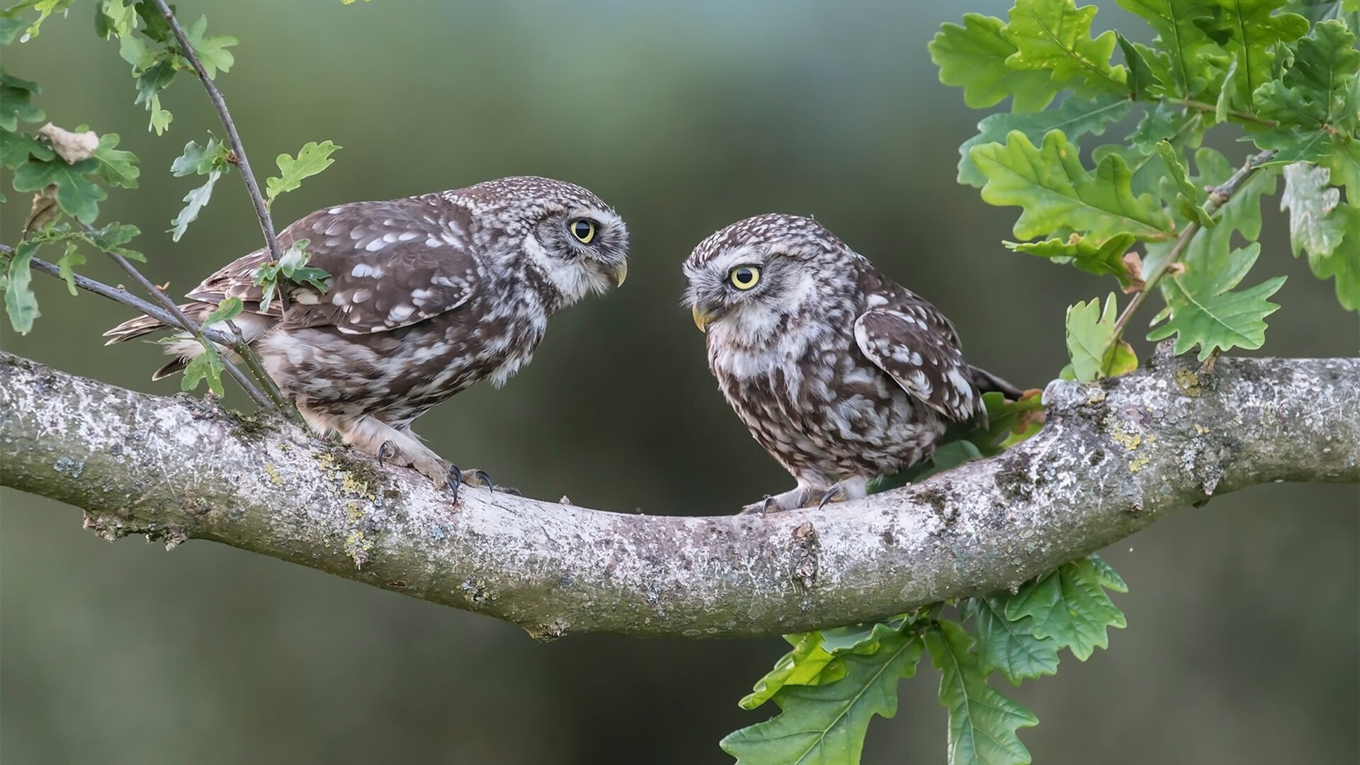 蓝月之剑，撕裂夜幕，2026世界杯之夜哈兰德加冕终极战神