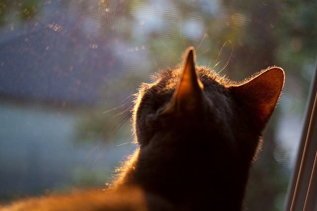 当利物浦中卫范戴克主宰欧冠,阿根廷却败给了澳大利亚—足球的防守哲学与战术革命