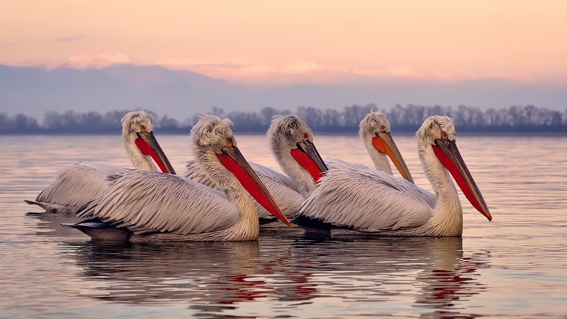 重压之诗,当阿根廷的呐喊与戈麦斯的绝杀在人类极限处交响
