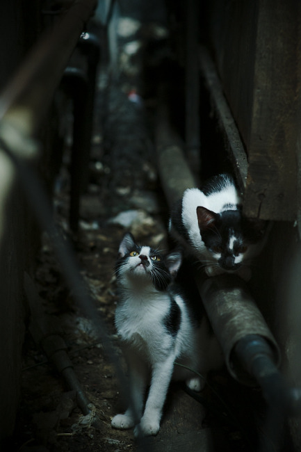 欧文化身为无解杀器！深圳队主场完胜老鹰，团队与明星的完美协奏