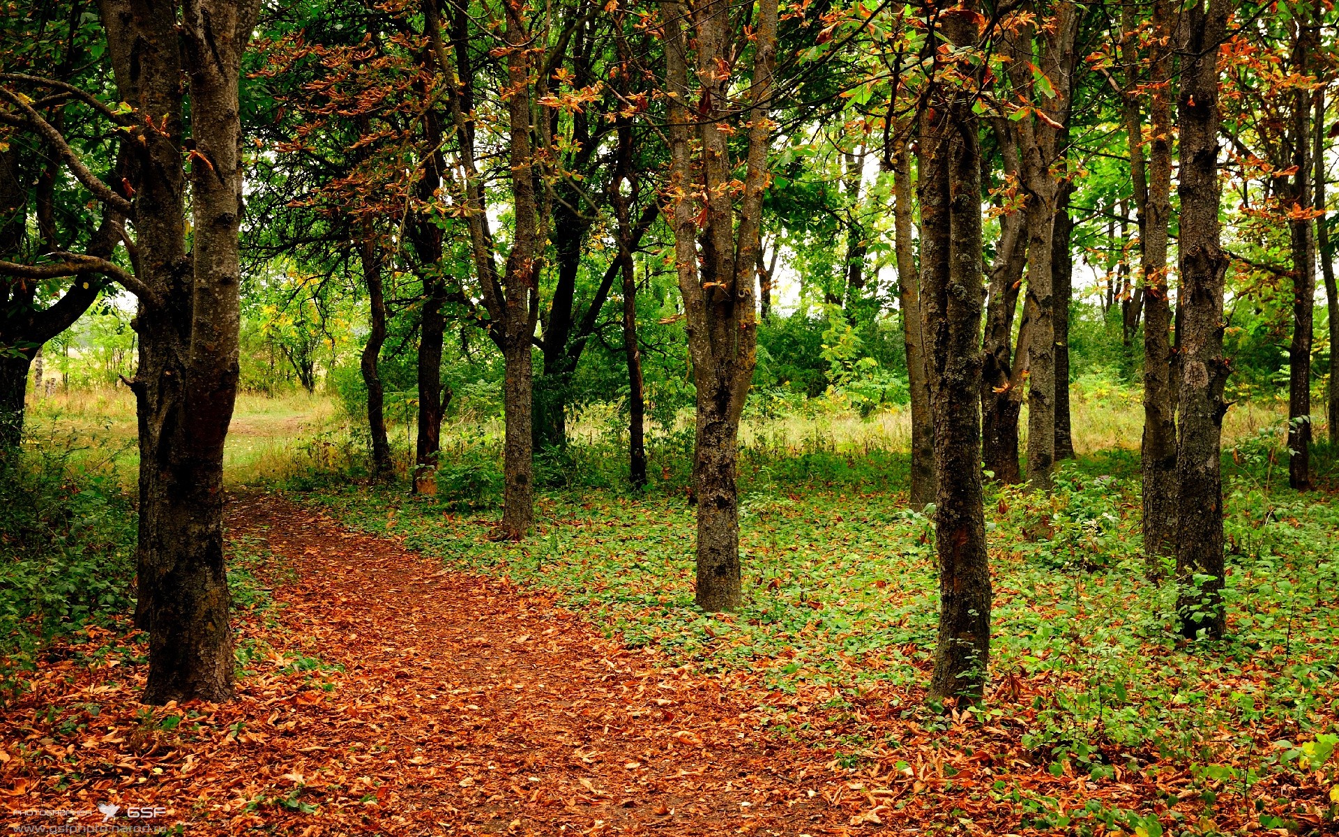 黄蜂生死战力克掘金,马克西奥运周期关键战接管比赛