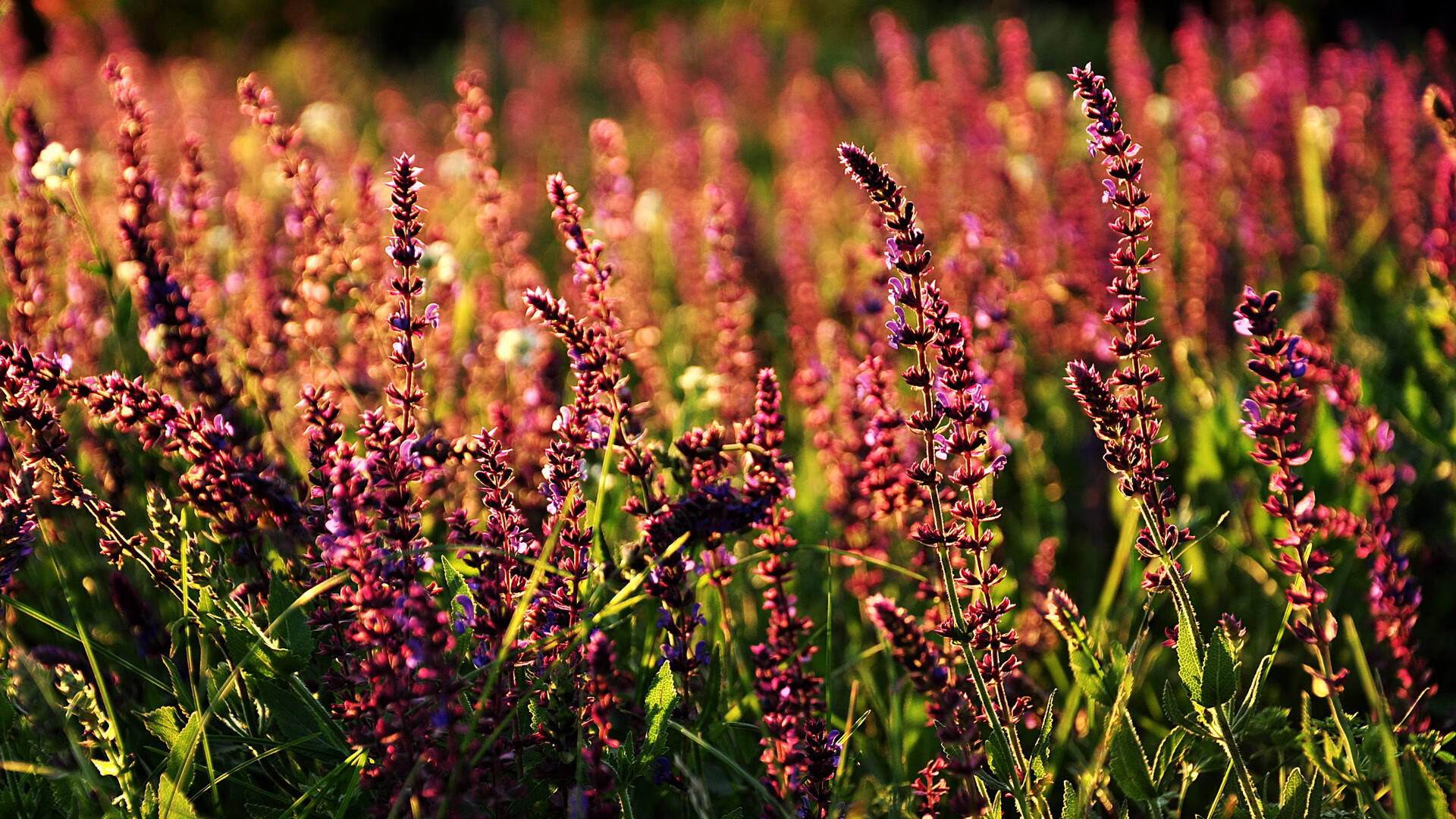 开云体育官方网站-炼狱铸王冠，爱德华兹年度焦点之夜的自我救赎