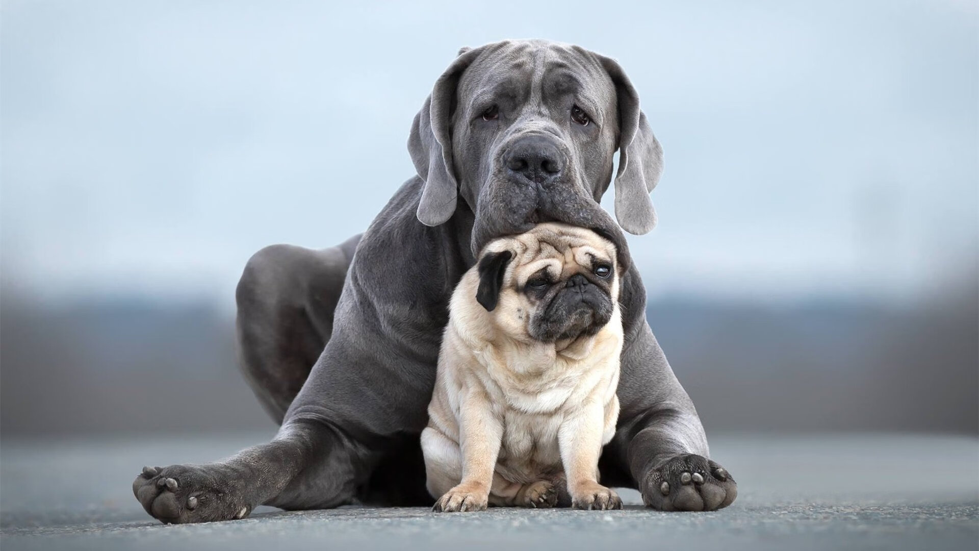 单节爆发拉开鹈鹕，东契奇大场面先生再现传奇