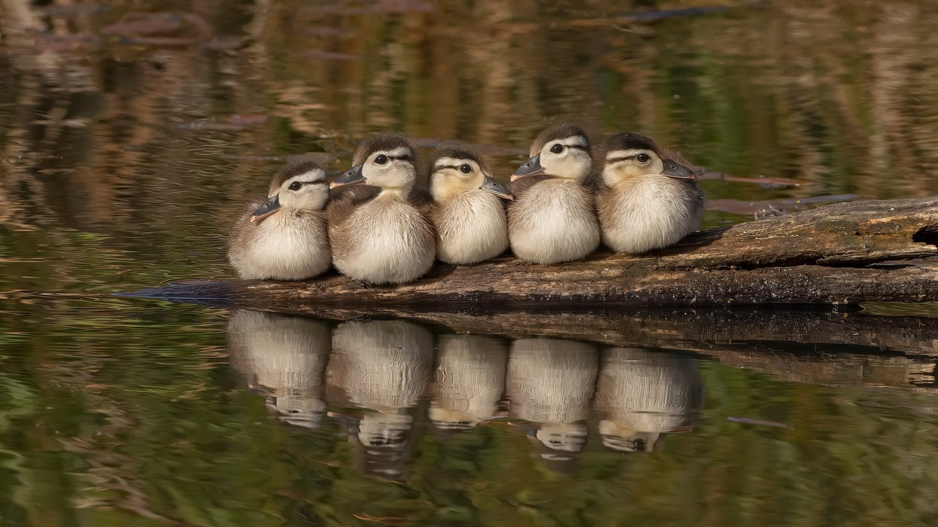 黄蜂狂蛰公牛,布克总决赛封神,新生代如何重新定义NBA权力版图