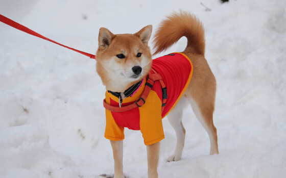三狮军团吞苦果,葡萄牙孤星破长夜